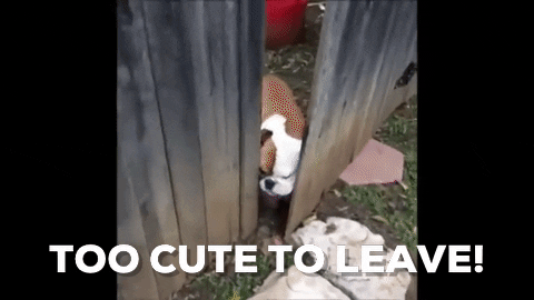 bulldog too cute to leave GIF by Andrea