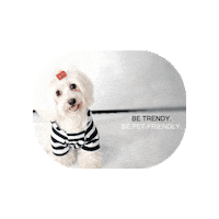 Sticker by Pet Travel Advisor