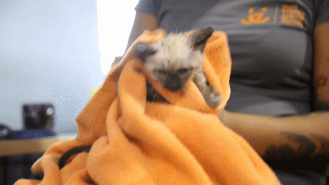 cats kitten GIF by Best Friends Animal Society