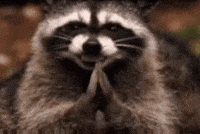 Racoon Plotting GIF