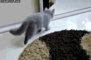 scared cat GIF by Cheezburger