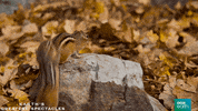 natural history fight GIF by BBC Earth