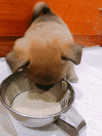 chris83811 dog chi 狗 跌倒 GIF