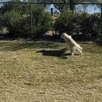 Hes Got A Gun GIF by Respective