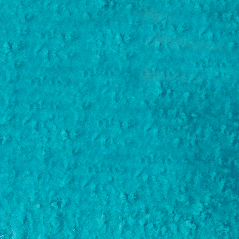 AloeUp beach skincare waves sunscreen GIF