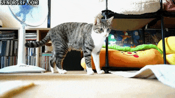 cat pounce GIF by Cheezburger
