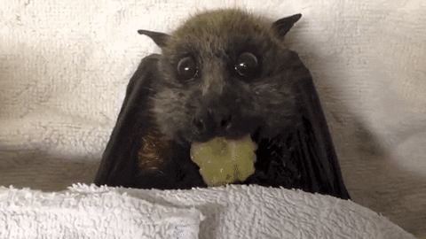 bats GIF