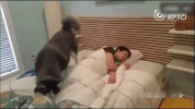 wake up dog GIF