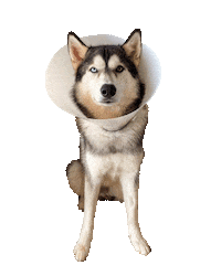 Gudan Sticker by Família Turbo