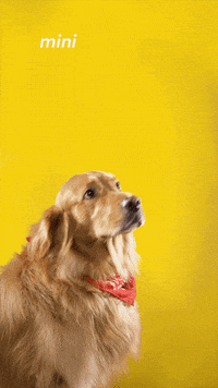 GIF by Suzuki