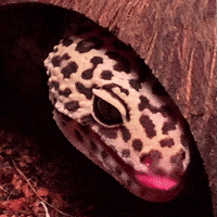 Carsintunnels animal lizard reptile gecko GIF
