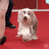 Happy Dog Show GIF by American Kennel Club