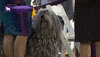 Long Hair Dogs GIF by Westminster Kennel Club