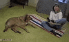 Dog Doing GIF