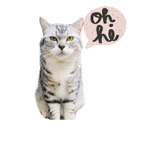 Cool Cat Sticker by Catsmart Marketing