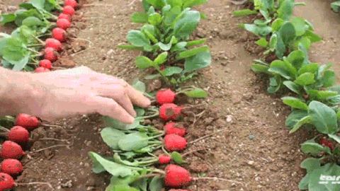 Vegetables Veggies GIF