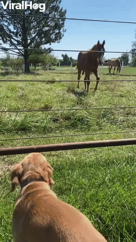 Puppy and Colt Are Best of Friends