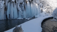 Man and Dog Stroll Through Frozen Winter Wonderland
