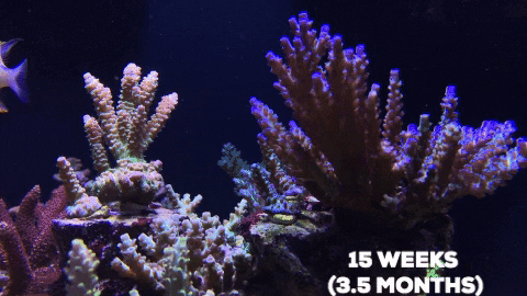 xiaoxiy giphygifmaker GIF