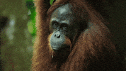 wild animals GIF by PBS