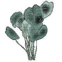 thassiadolives houseplants plant parent philodendron anthurium Sticker