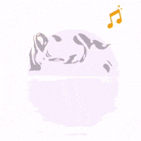 Lielow GIF by LieLowMusicFest