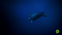 Leatherback Turtle | Expedition Deep Ocean
