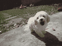 dog GIF