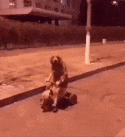 Dog Tricycle GIF