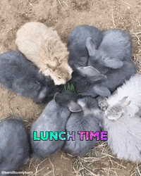 bendbunnybarn time eat bunny rabbit GIF