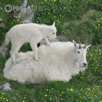Baby Animals Goat GIF by Nature on PBS