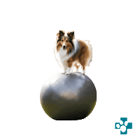 Hundeph Sticker by Europeanpetpharmacy