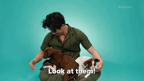 Dog Look At Them GIF by BuzzFeed