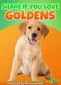 PetJuvenate petjuvenate henlo hooman fren love rescue dogs treatos and woofer for pupper GIF