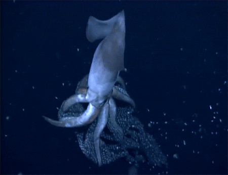 bebby squids GIF by Digg