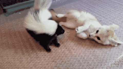 fox skunk GIF