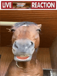 In Real Life Horse GIF
