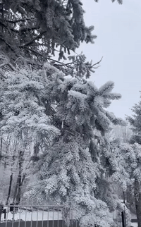 Snow Descends Upon North Carolina Mountain Town Amid Weather Warning