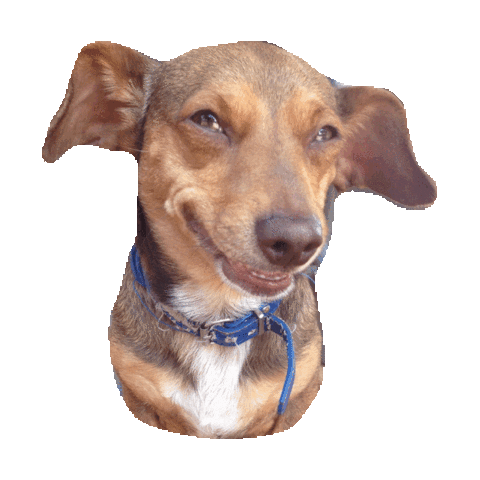 smirk grin STICKER by imoji