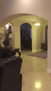 Star Wars Force GIF