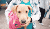 GIF by Cronos Logistics