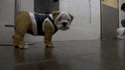Butler Bulldogs Dog GIF by Butler University