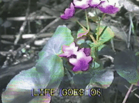 glitchedmemories  GIF