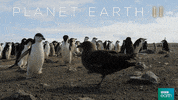 planet earth 2 fight GIF by BBC Earth