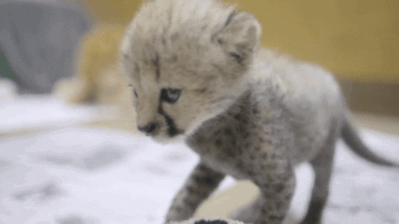 puppy cheetah GIF