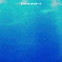 theaquaticrealm turtle aquarium slider sweetie GIF