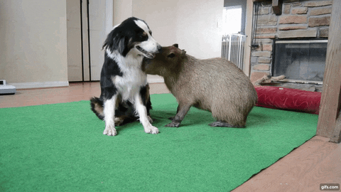 swanjun30 giphyupload GIF