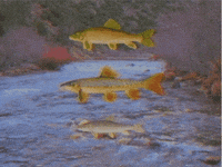 vintage water GIF by rotomangler