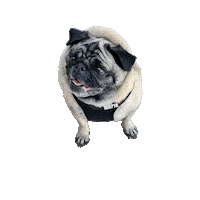Zeedog Mafia Sticker by Amora Pug Brasil