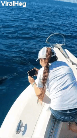 Friendly Dolphins Spin in Front of Boat